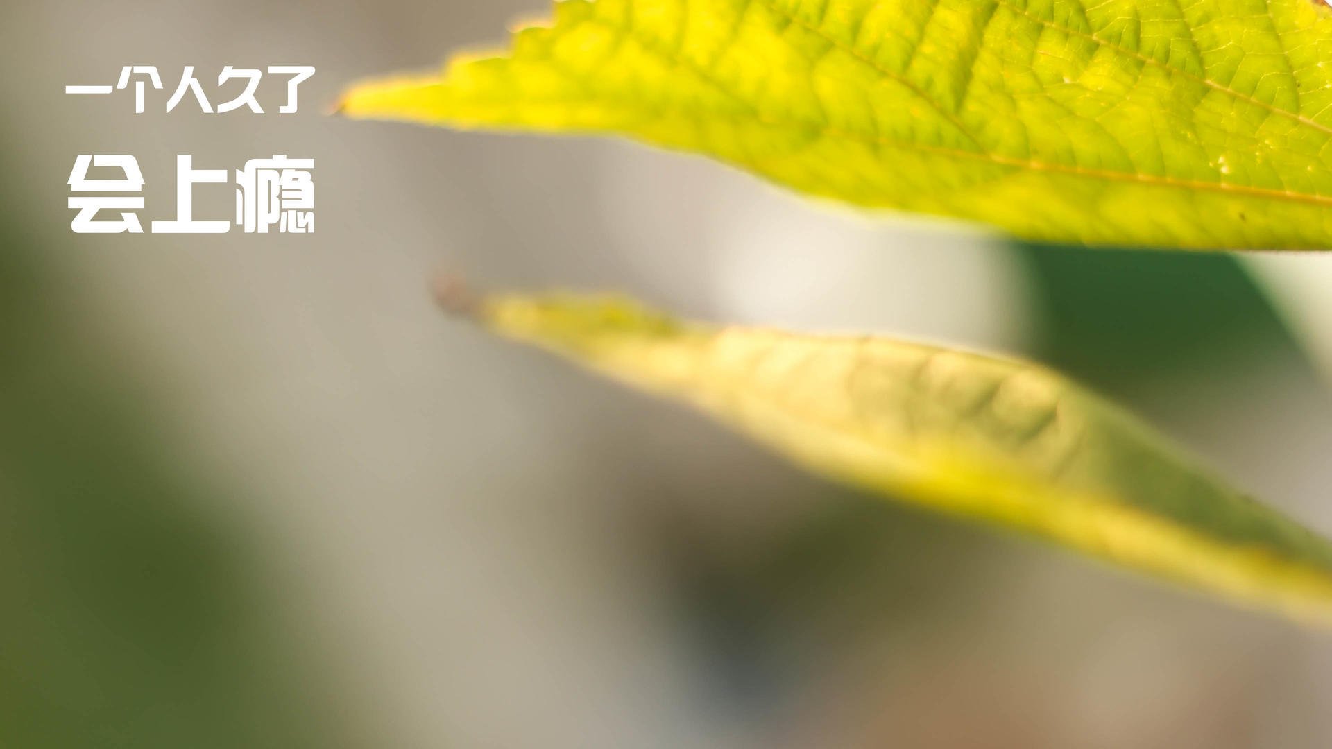 摩纳哥喀麦隆新星启航，弗拉霍维奇关键先生主宰战局