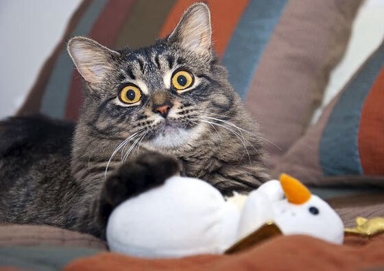 银河逆袭者,切特在年度焦点之战中接管夜晚,快船加时苦胜步行者