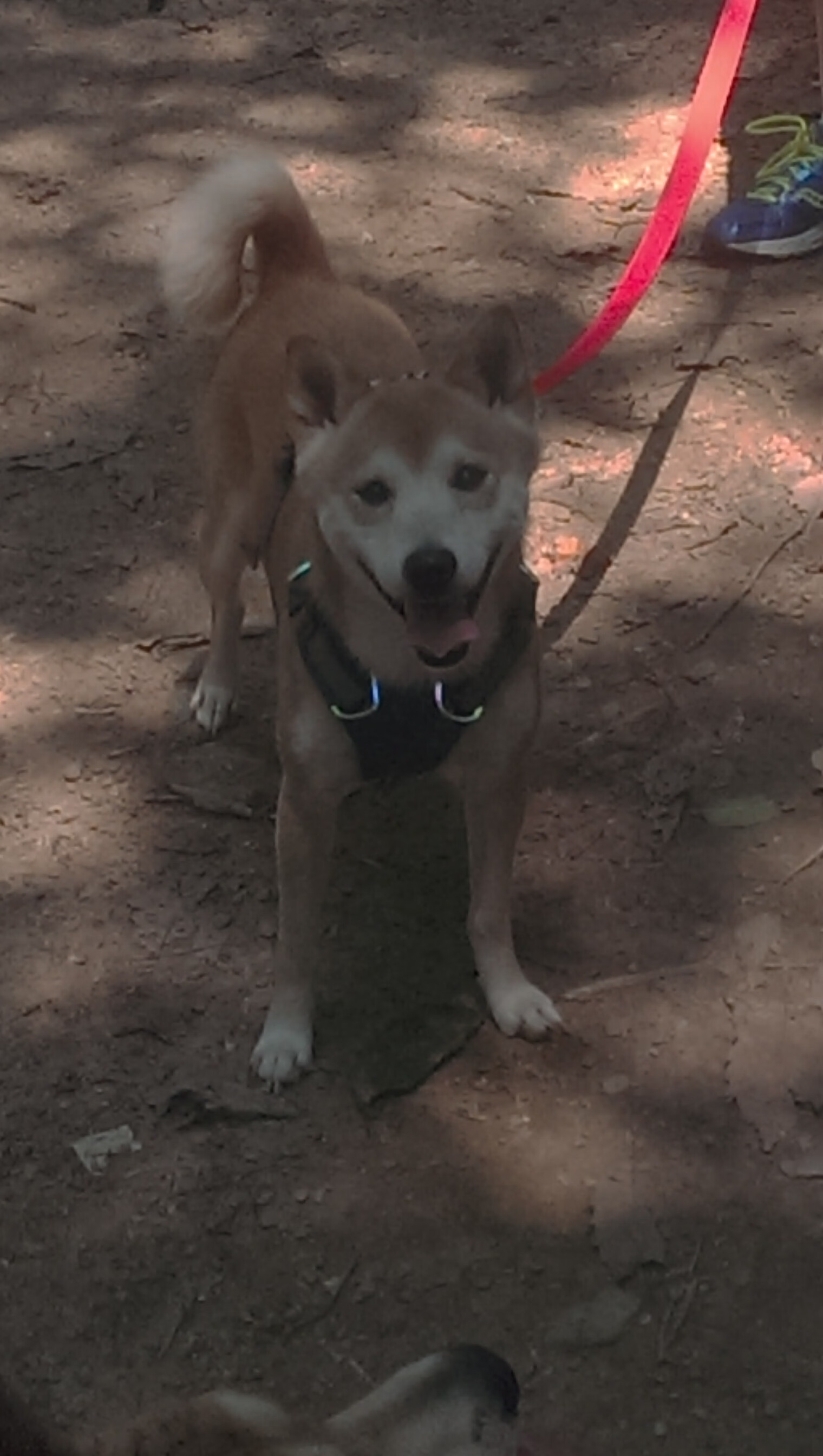 活塞战术巧妙压制公牛,恩比德德甲争冠战独揽乾坤