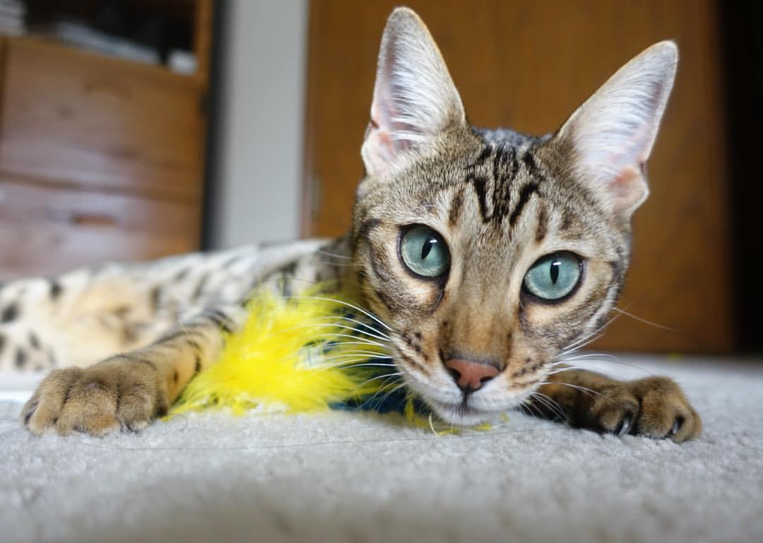 开云体育app-西甲国家德比焦点战，莱比锡红牛欧冠胜利提前终结皇马悬念