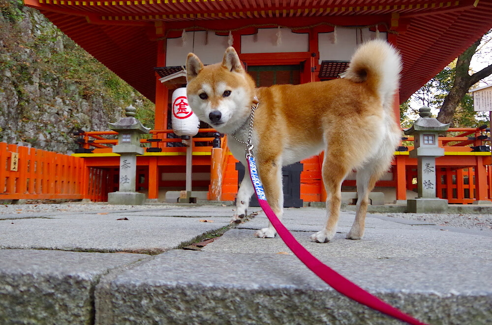 开云体育app-荷兰火力全开压制几内亚，范戴克关键先生定江山