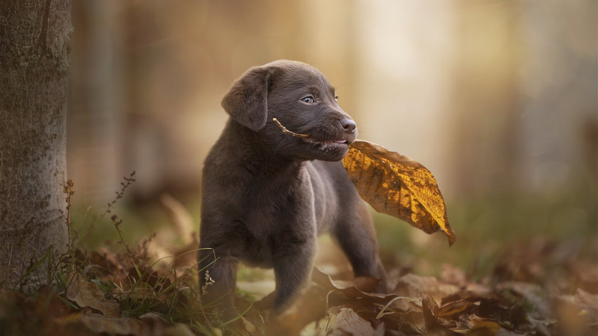 寒光出鞘,西亚卡姆爆发的哲学与活塞铁血击溃太阳的背后
