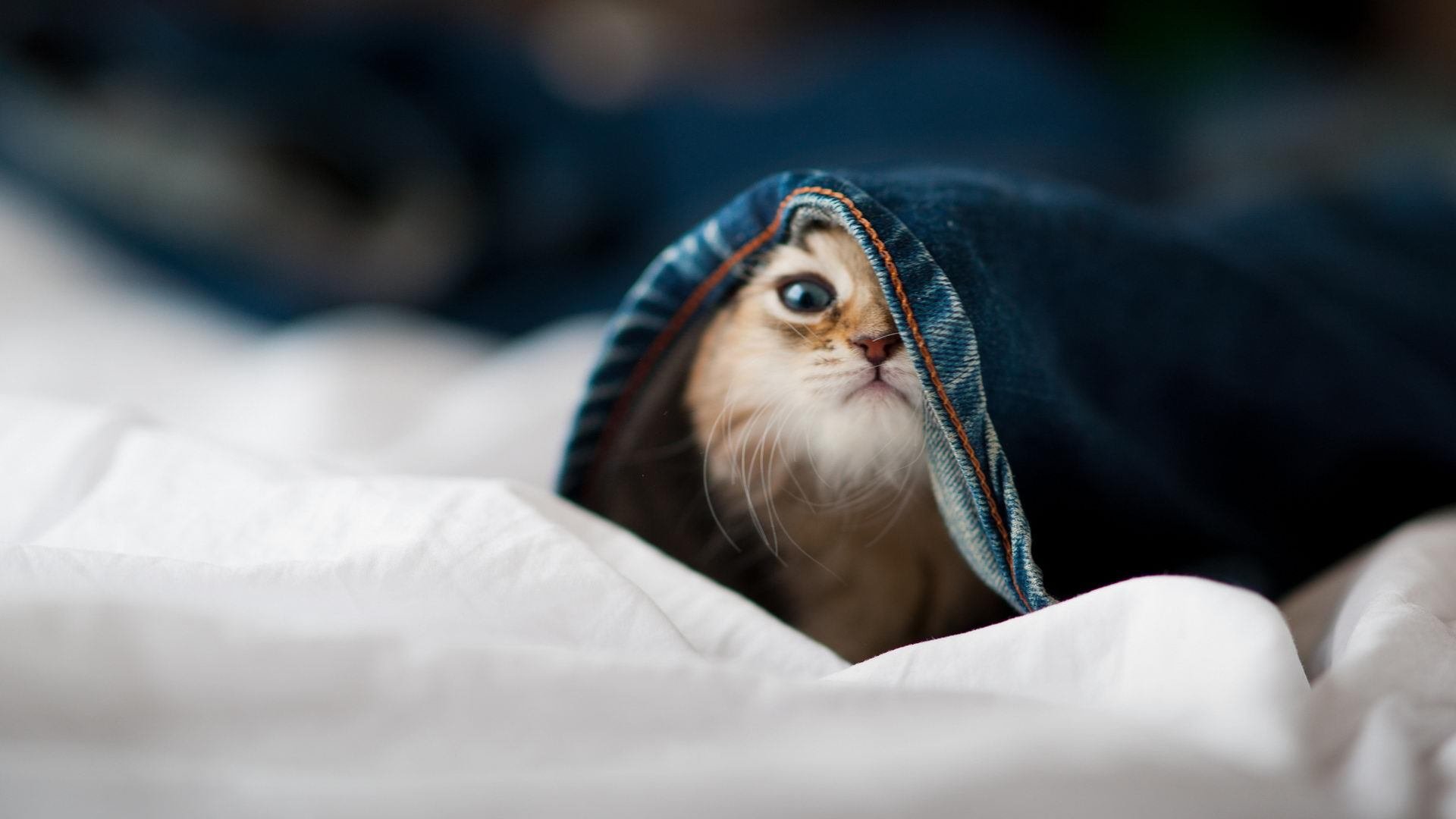 开云体育APP下载-世界排名争夺战之夜，恩比德用实力凿穿质疑，加冕新王