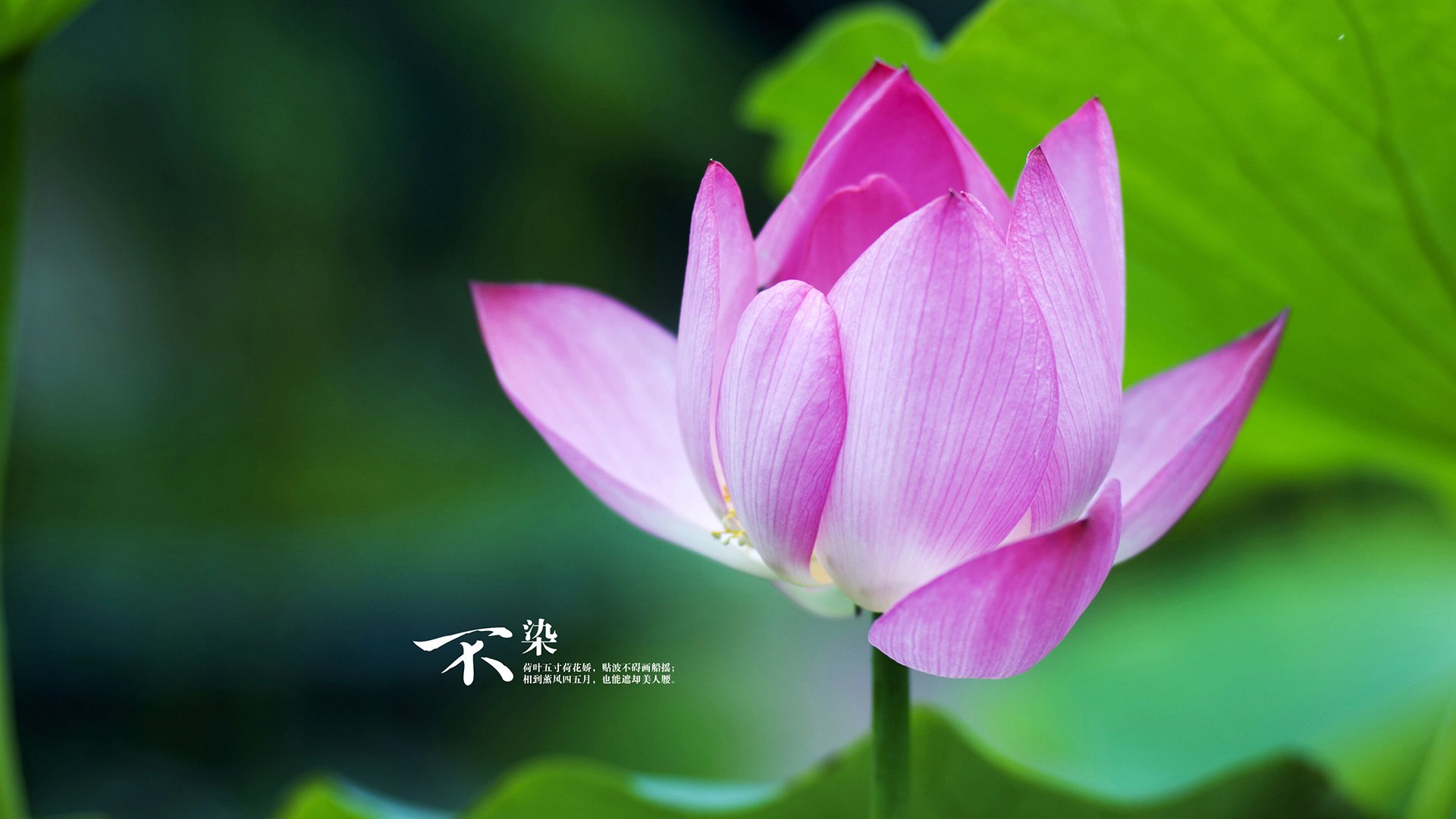 开云平台-隐喻与现实，球场上的救赎与地缘棋局中的终局