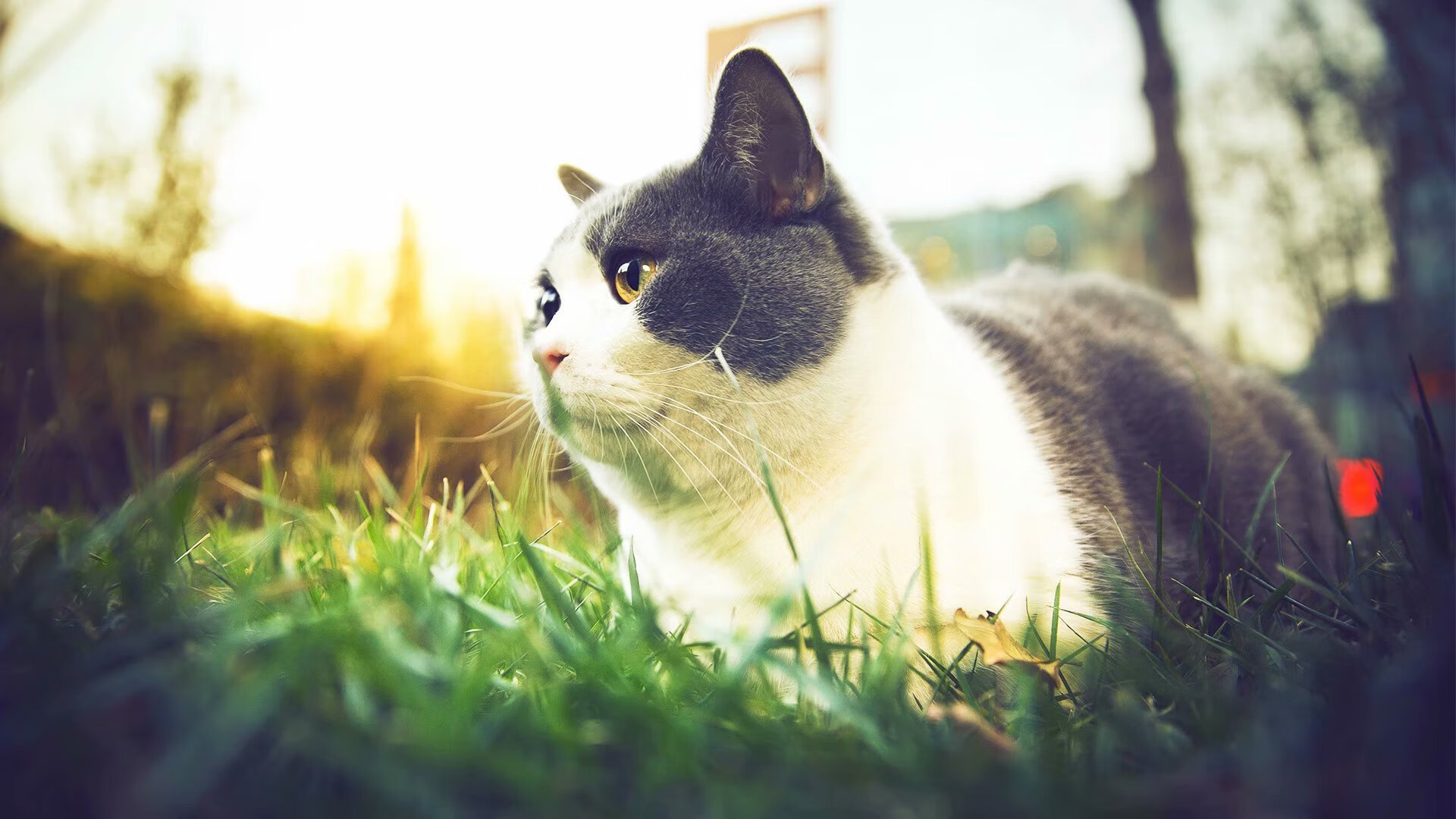 克罗地亚单节爆发拉开韩国分差，萨卡关键先生助队锁定胜局