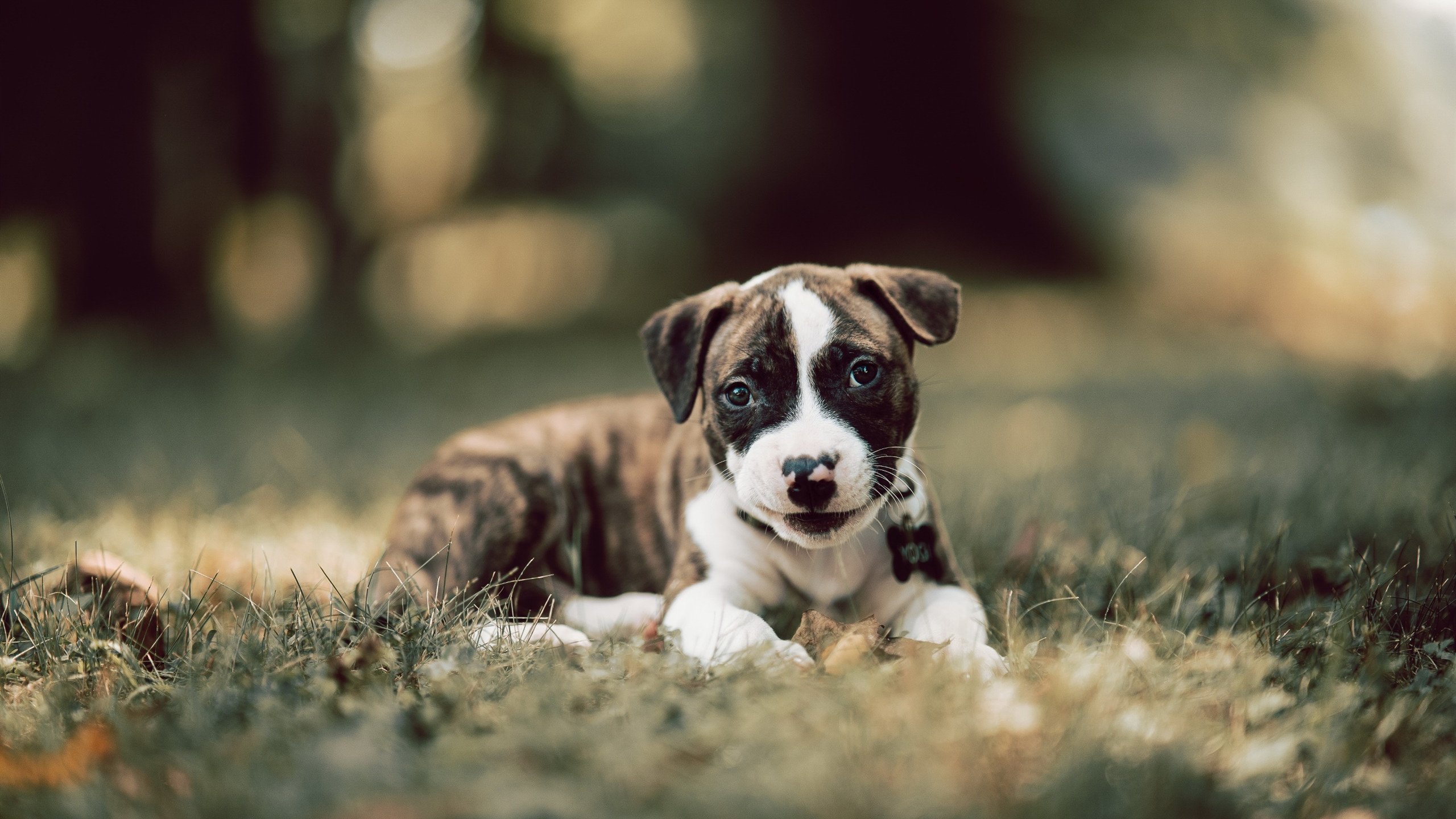 开云体育入口-巴雷拉教科书表现闪耀全场，伊朗队力克尼斯展现实力