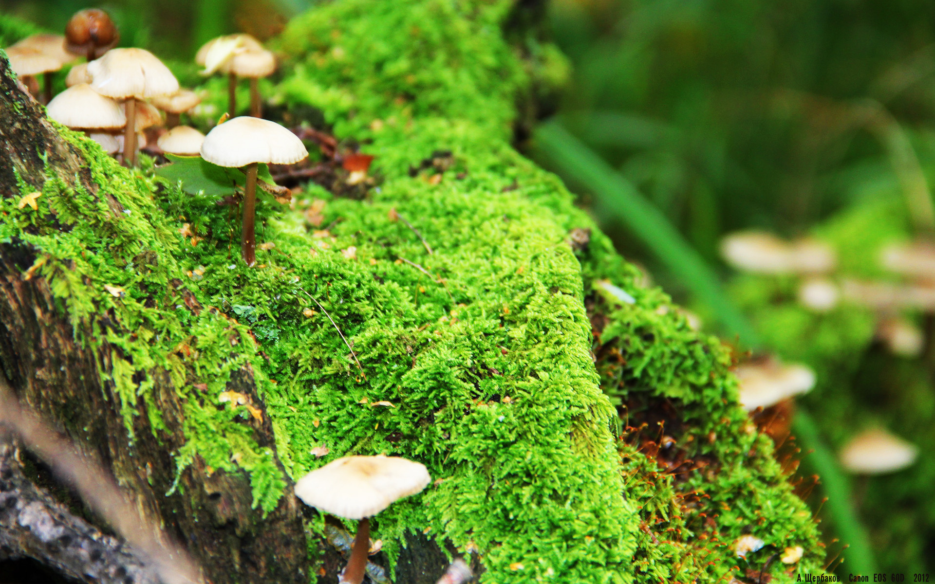 双城记，伯纳乌的征服与斯台普斯的加冕—论领袖在生死时刻的终极形态