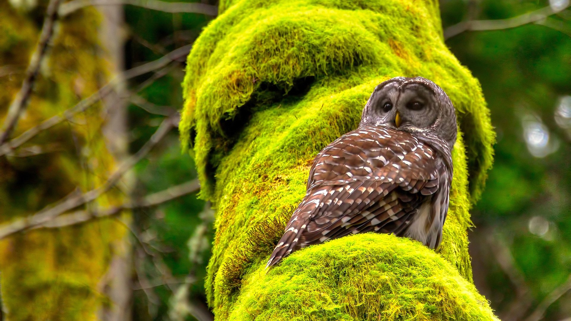 欧冠淘汰赛焦点战，巴黎圣日耳曼淘汰曼城晋级