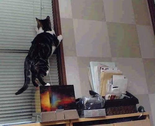 足球风云,比利时强行终结美国,黄喜灿关键先生定乾坤