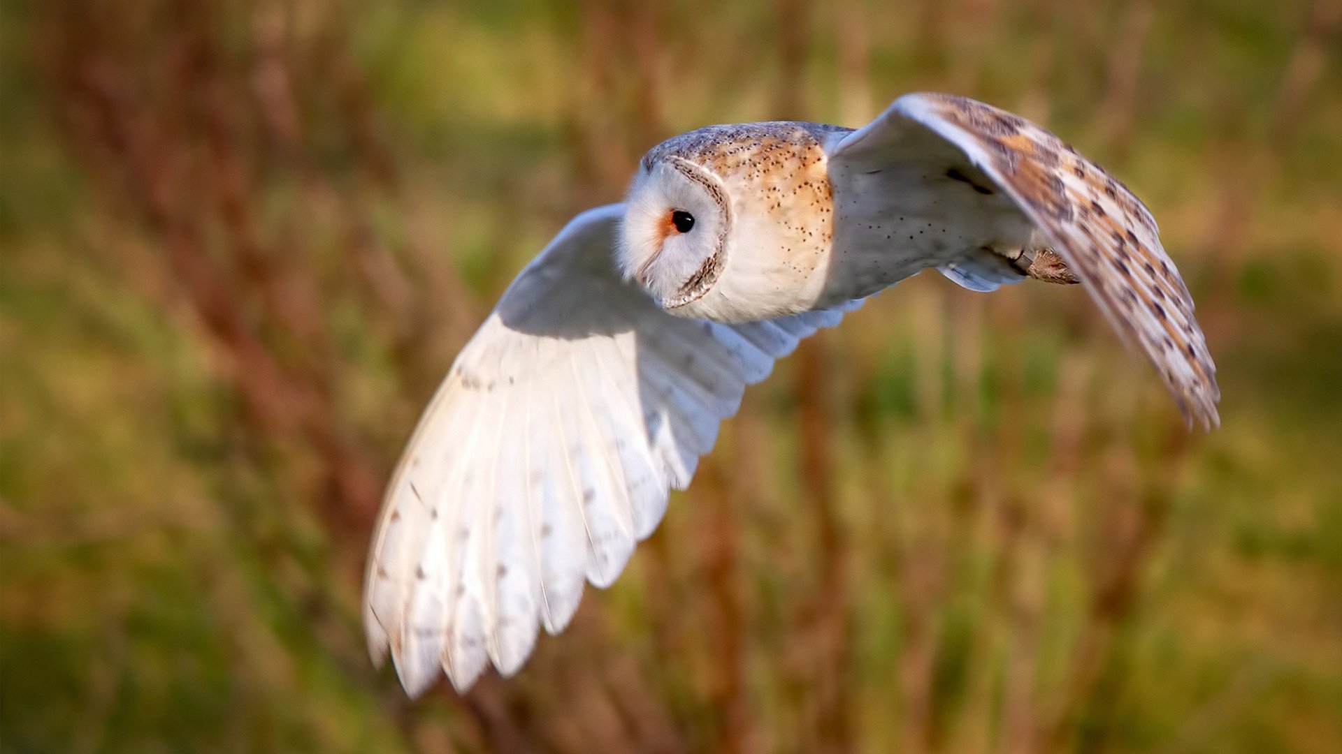 当纽约钟声遇见西域胡杨，保罗如何成为跨文化篮球之战的关键先生