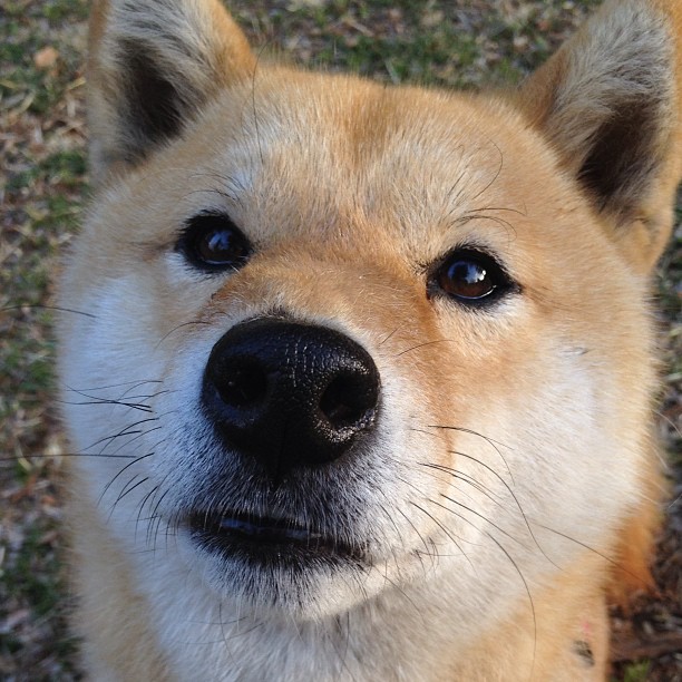 墨西哥跨过三狮军团,卢卡库一锤定音背后的战术与精神胜利