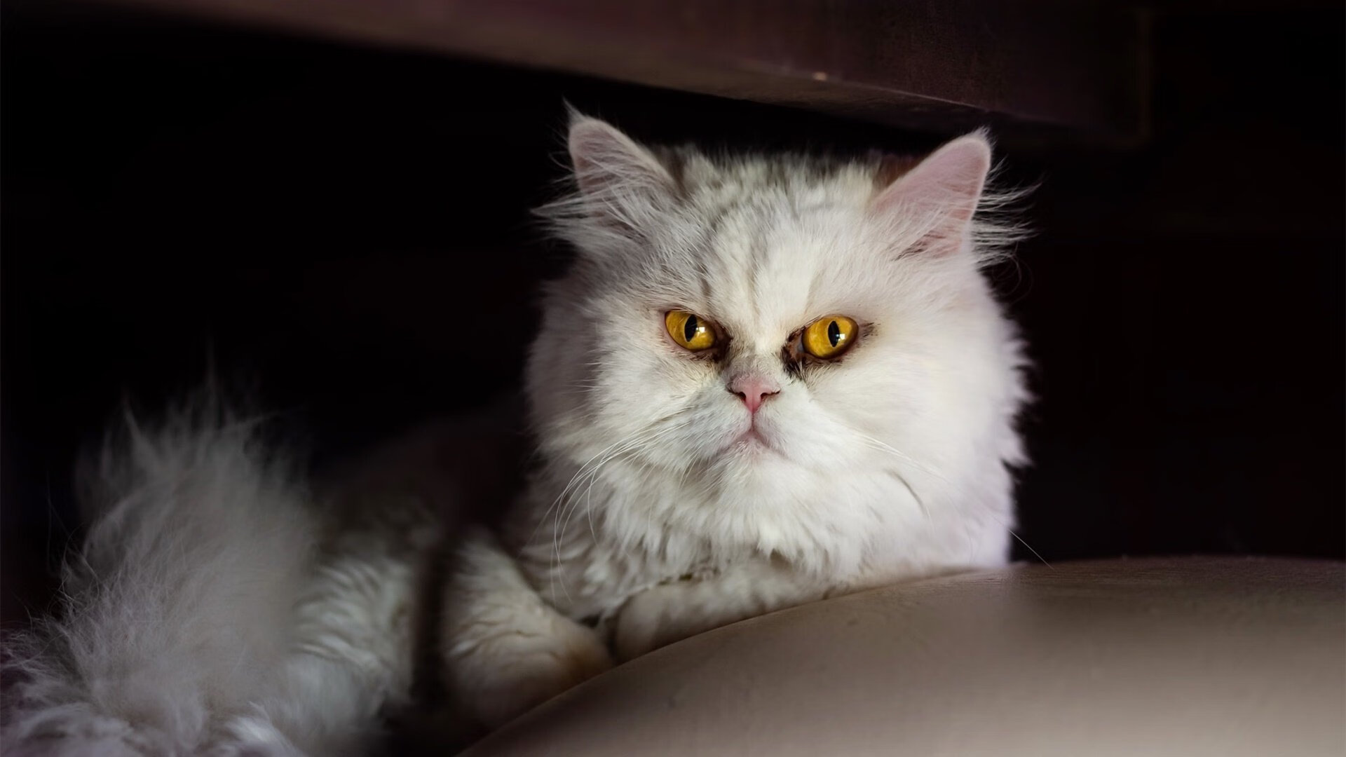 双城记，从伯纳乌到五棵松，硬仗背后的体育哲学