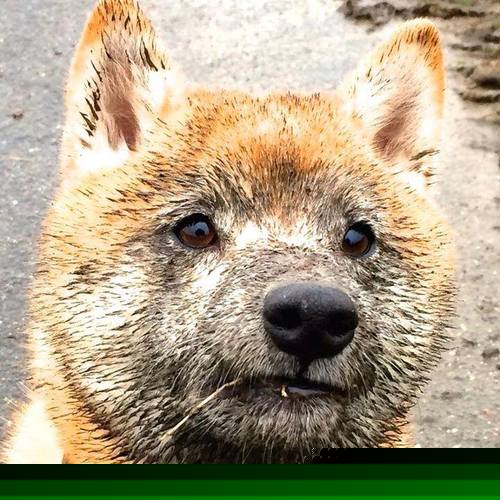 双城记，从伯纳乌到五棵松，硬仗背后的体育哲学