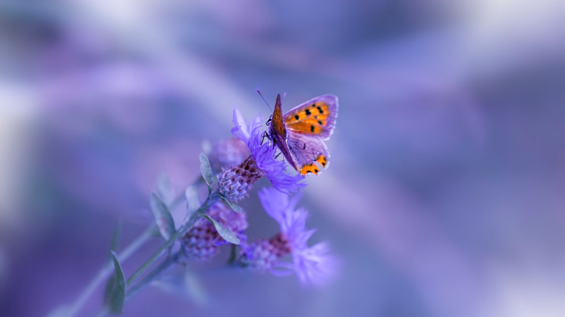 开云体育-哈利伯顿的统治艺术，当控卫魔术师让鹈鹕沦为提线木偶