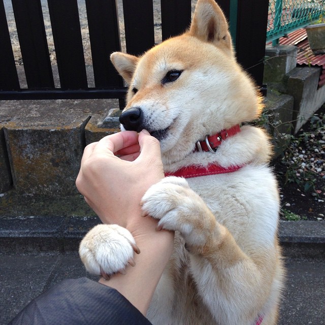 救赎，独行侠火种与钢铁吉林