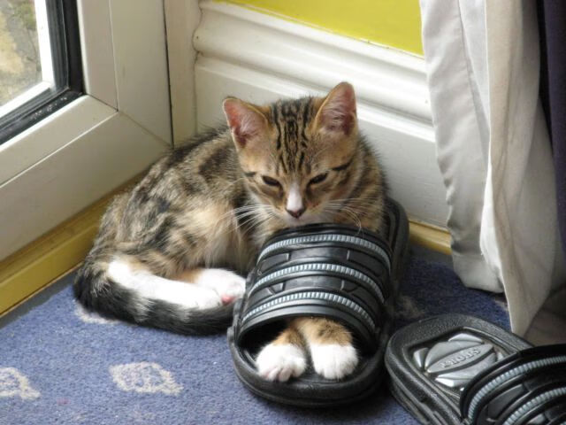 霍勒迪化身关键先生，山西队战术智慧压制新疆劲旅